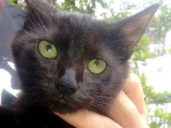 Gato ra a Raça não definida idade 3 anos nome Kiara mae