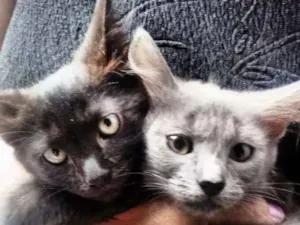 Gato raça Raça não definida idade 3 anos nome Kiara mae