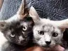 Gato raça Raça não definida idade 3 anos nome Kiara mae