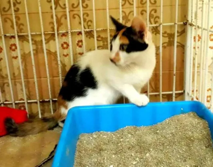 Gato ra a srd idade 2 a 6 meses nome Ísis