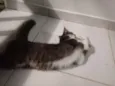 Miba