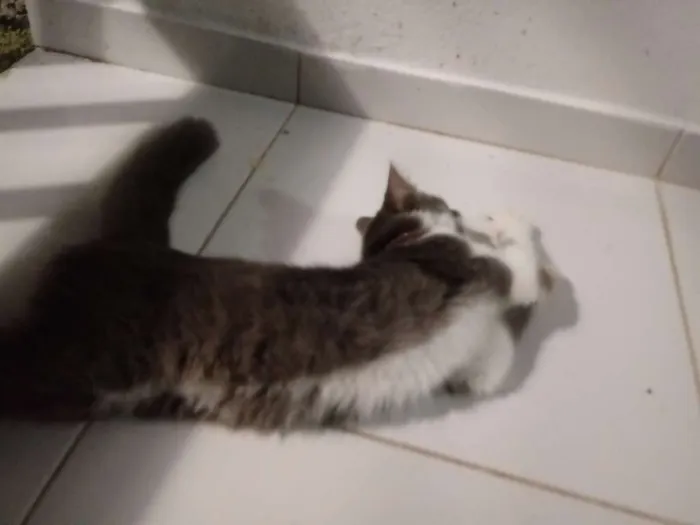 Gato raça Desconheço idade 2 a 6 meses nome Miba
