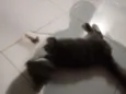 Miba