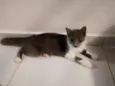 Miba