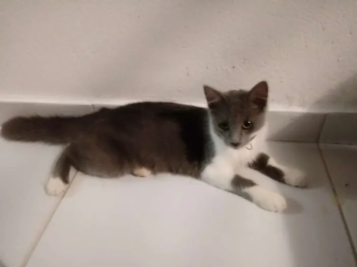 Gato raça Desconheço idade 2 a 6 meses nome Miba