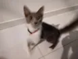 Miba