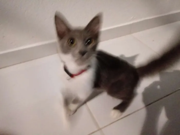 Gato raça Desconheço idade 2 a 6 meses nome Miba