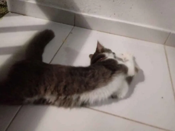Gato raça Desconheço idade 2 a 6 meses nome Miba