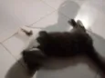 Miba
