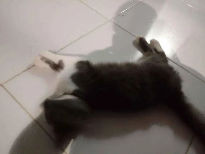 Gato raça Desconheço idade 2 a 6 meses nome Miba