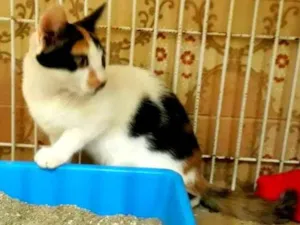 Gato raça srd idade 2 a 6 meses nome Ísis