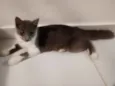 Miba
