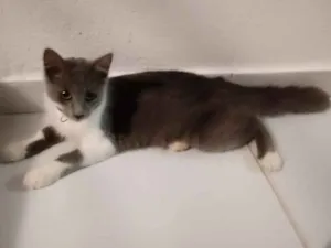 Gato raça Desconheço idade 2 a 6 meses nome Miba