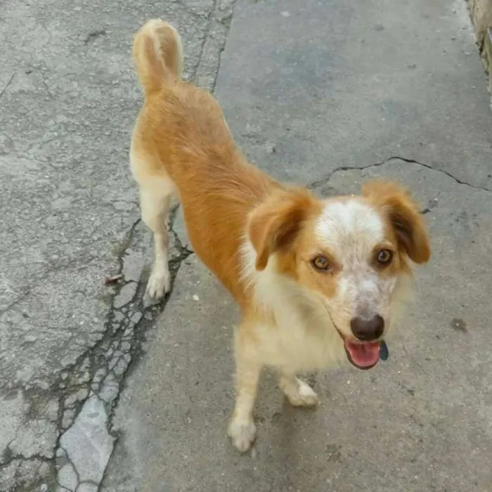 Cachorro ra a Srd idade 1 ano nome Sem nome