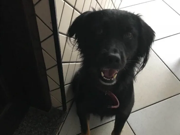 Cachorro ra a Vira Lata idade 5 anos nome Bolota