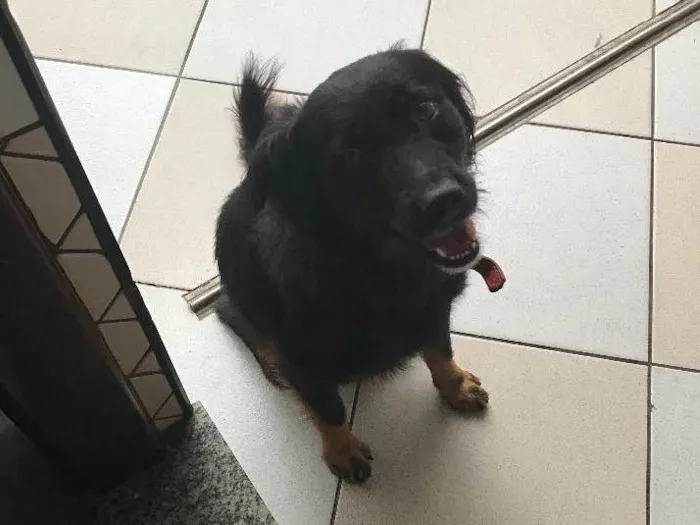 Cachorro ra a Vira Lata idade 5 anos nome Bolota