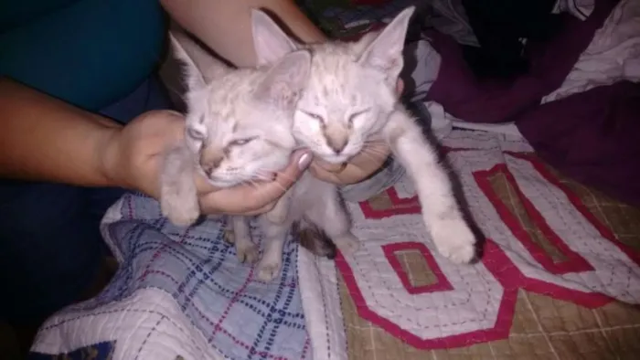 Gato ra a Srd idade Abaixo de 2 meses nome Não posui