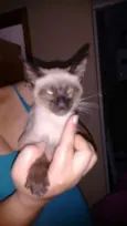 Não posui