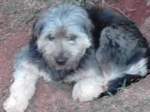 Cachorro raça Srd idade 2 anos nome Amora