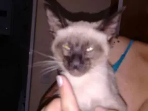 Gato raça Srd idade Abaixo de 2 meses nome Não posui