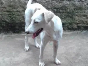 Cachorro raça SRD idade 2 a 6 meses nome Suri
