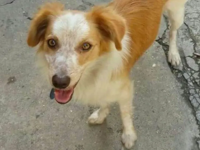 Cachorro ra a Srd idade 1 ano nome Sem nome