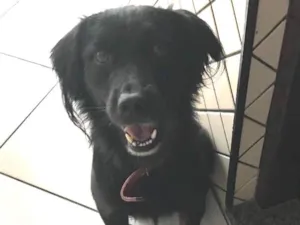 Cachorro raça Vira Lata idade 5 anos nome Bolota