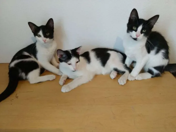 Gato ra a Srd idade 2 a 6 meses nome PatriciaMarcosPaloma