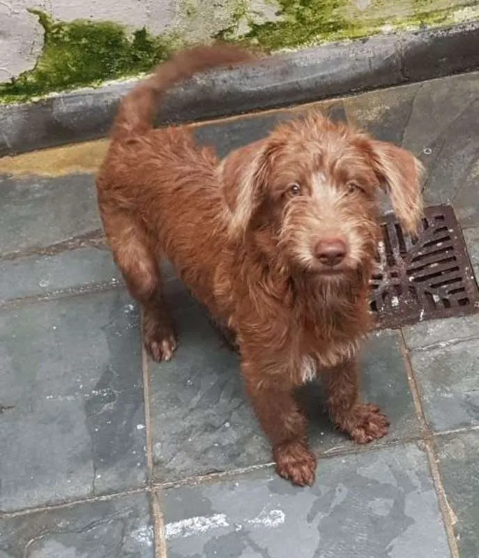 Cachorro raça SRD idade 2 a 6 meses nome Boomer