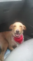 Cachorro raça SRD idade 3 anos nome Polly