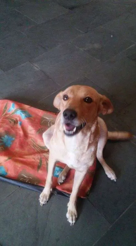 Cachorro raça SRD idade 3 anos nome Polly