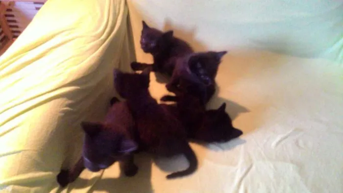 Gato ra a Gato preto europeu idade Abaixo de 2 meses nome Sem nome ainda