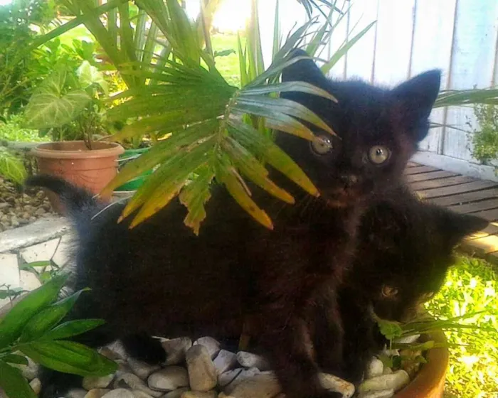 Gato ra a Gato preto europeu idade Abaixo de 2 meses nome Sem nome ainda