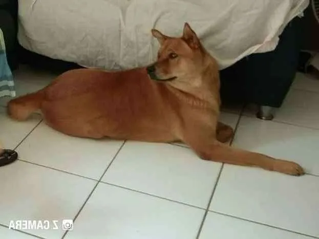 Cachorro ra a Indefinida idade 3 anos nome Bebél 