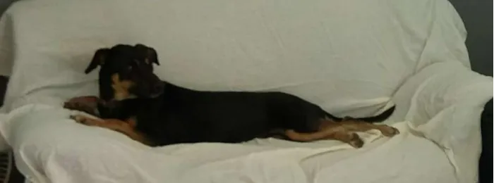 Cachorro ra a Indefinida idade 1 ano nome Még