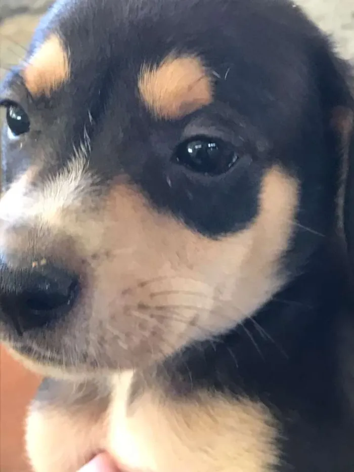 Cachorro raça SRD idade Abaixo de 2 meses nome A definir