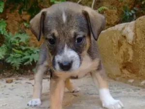Cachorro raça Não definida  idade 2 a 6 meses nome Filhote