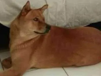 Cachorro ra a Indefinida idade 3 anos nome Bebél 