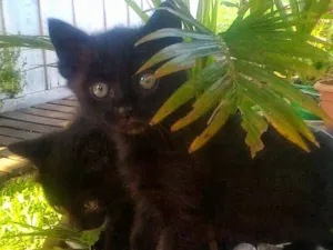 Gato raça Gato preto europeu idade Abaixo de 2 meses nome Sem nome ainda