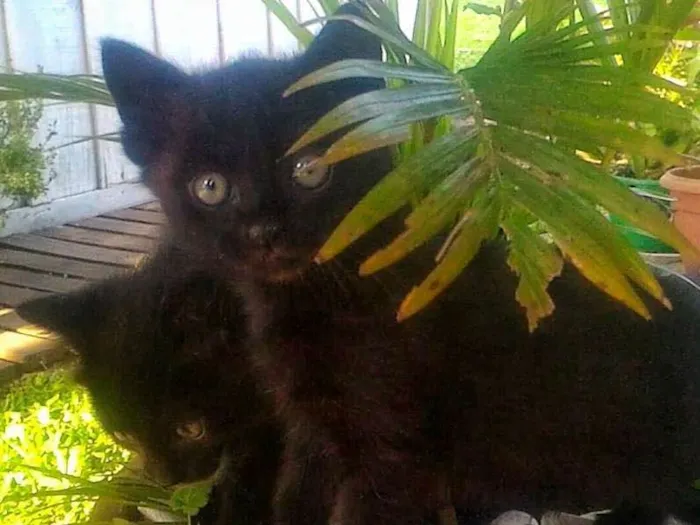 Gato ra a Gato preto europeu idade Abaixo de 2 meses nome Sem nome ainda