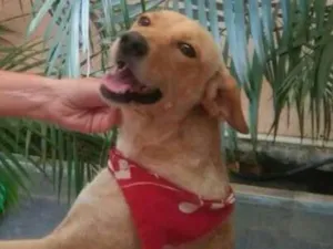 Cachorro raça SRD idade 3 anos nome Polly
