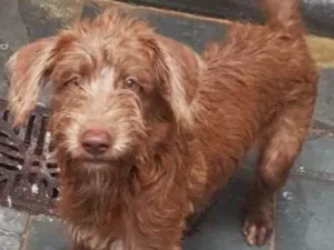 Cachorro raça SRD idade 2 a 6 meses nome Boomer