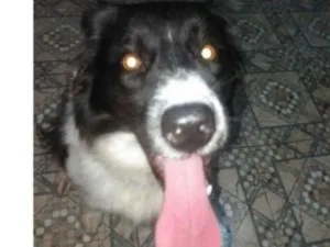Cachorro raça Border collie idade 2 anos nome Mel