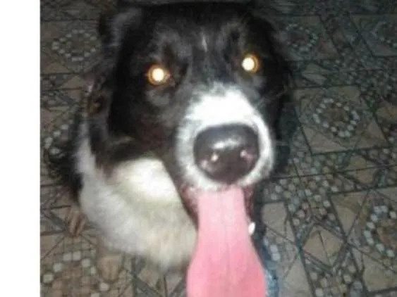 Cachorro ra a Border collie idade 2 anos nome Mel