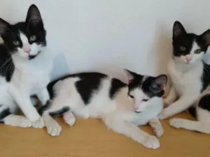 Gato raça Srd idade 2 a 6 meses nome PatriciaMarcosPaloma