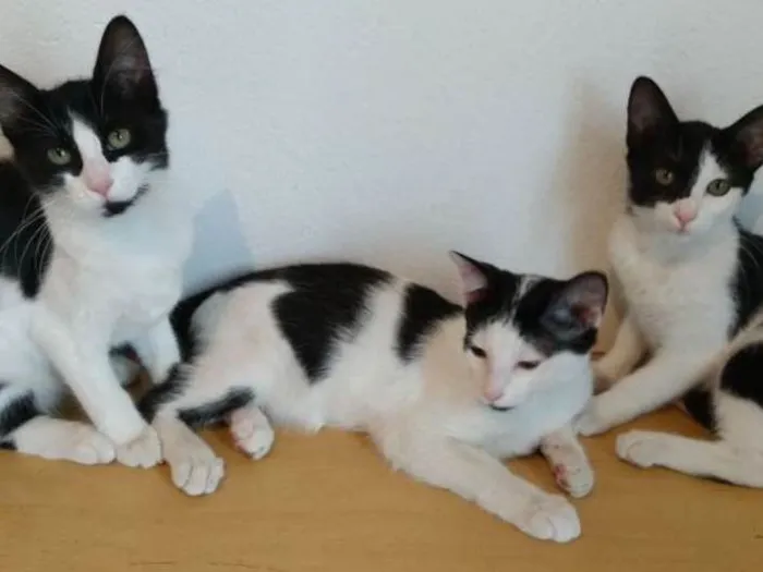 Gato ra a Srd idade 2 a 6 meses nome PatriciaMarcosPaloma