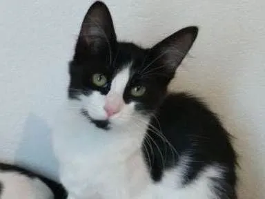 Gato ra a Srd idade 2 a 6 meses nome PatriciaMarcosPaloma