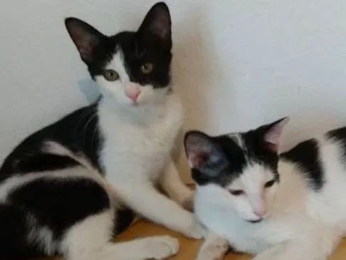 Gato ra a Srd idade 2 a 6 meses nome PatriciaMarcosPaloma