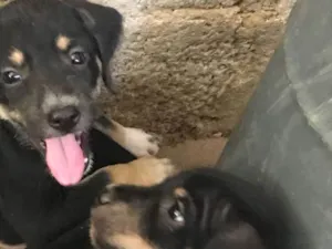 Cachorro raça SRD idade Abaixo de 2 meses nome A definir