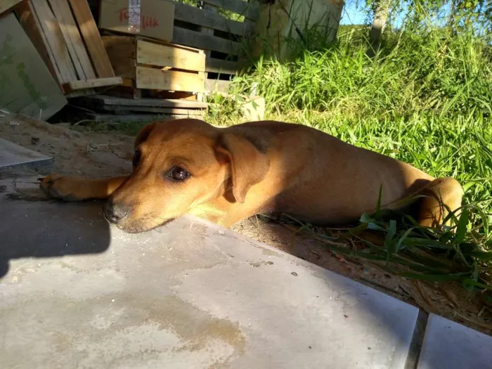 Cachorro ra a Viralatas idade 2 a 6 meses nome Faísca